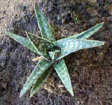 aloe_x_gasteria13.hybrid_small.jpg (8617 bytes)