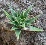 aloe_x_gasteria14.hybrid_small_small.jpg (13213 bytes)