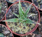 aloe_x_gasteria2.hybrid_small.jpg (9367 bytes)