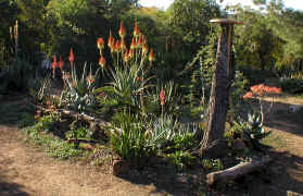 aloes in bloom.jpg (147569 bytes)
