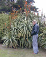 arborescens.hybrid.jpg (111396 bytes)