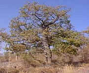 broken.off.trunk.jpg (21130 bytes)