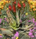 garden.jpg (10301 bytes)