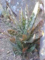 gasteria.bicolor.jpg (64465 bytes)