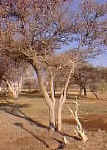 group.include.dead.trees.jpg (17738 bytes)