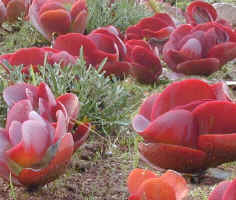 kalanchoe.red.flapjack.jpg (125156 bytes)