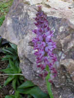 lachenalia.lilly.jpg (137306 bytes)