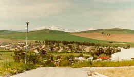 mooreesburg.winter.cattery.breeds.cats.kittens(41632 bytes)