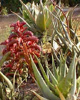 red_kalanchoe_small.jpg (9258 bytes)