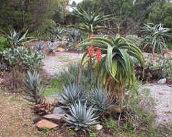 rudi.garden.aloes.thraskii.framesii.5.06_small.jpg (25365 bytes)