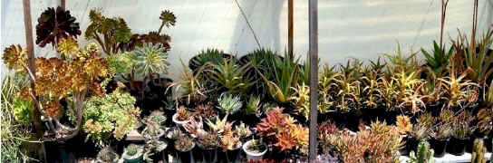 scott.succulent.plants.hobby.pot.containers..jpg (122102 bytes)