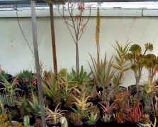 scott.succulent.plants.hobby.pot.containers.aloes.jpg (108763 bytes)