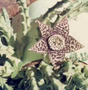 stapelia.flower.jpg (81211 bytes)