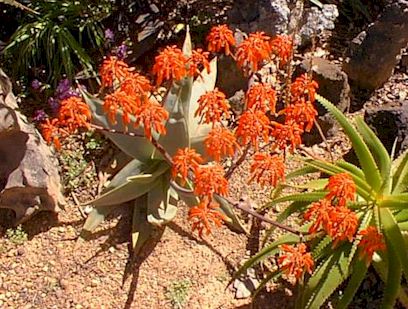 striata.full.bloom.jpg (51458 bytes)