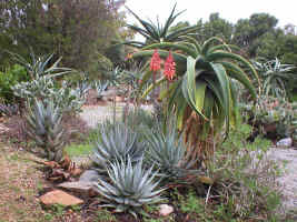 succulent.aloe.garden.jpg (205765 bytes)