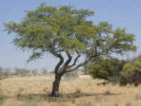 tree.branches.jpg (85589 bytes)