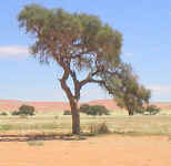 tree.camelthorn..jpg (49963 bytes)
