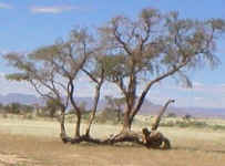 ../aloes/tree.camelthorn.ra (38177 bytes)