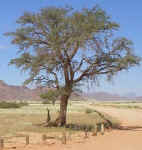 tree.camelthorn.roadside.jpg (52647 bytes)