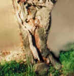 tree.hole_in_trunk.jpg (34374 bytes)