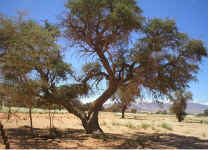 tree.split.trunk.jpg (135072 bytes)