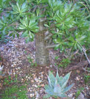 tylecodon.aloe.maculata.5.06.jpg (279932 bytes)
