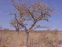plain.branches.open.jpg (17307 bytes)