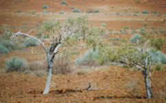 2trees.jpg (50092 bytes)