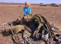 welwitschia.jpg (52486 bytes)