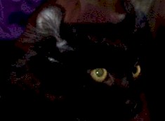 curl.american.eyes.cat.jpg (6781 bytes)