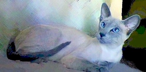 LaBelle1.blue.point.siamese.cat.jpg (28071 bytes)