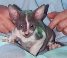 bi-color Corish Rex kitten (13727 bytes)