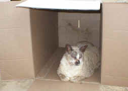 all.I.want.cat..jpg (29315 bytes)