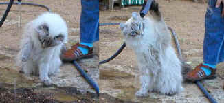 american-curl.kitten.helping.in.the.garden.jpg (27684 bytes)