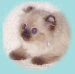 american.curl.kitten.jpg (18126 bytes)