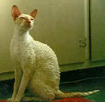 braviout.cornish.rex.cat.jpg (9219 bytes)