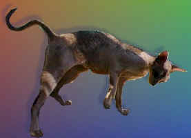 cat.dance_small.jpg (4786 bytes)