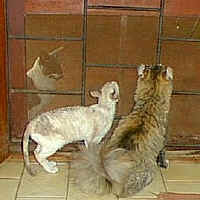 ../kittens2cats/cat.ra (28474 bytes)