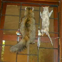../kittens2cats/cat.ra (24826 bytes)