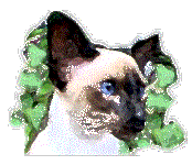 cat.siamese.gif (32514 bytes)