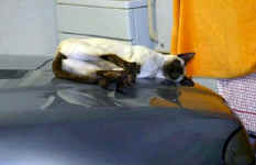 cat.sleeping.job.11.jpg (27060 bytes)