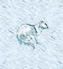 cat_blue_small.jpg (1818 bytes)