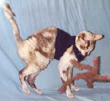 catplant.cornish.rex.cat.cartoon.photo.jpg (16326 bytes)