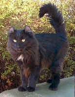 enigma.stud.stand.american.curl.cat.jpg (35426 bytes)