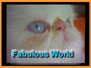 fabulous.world.persians.himalayans.jpg (8969 bytes)