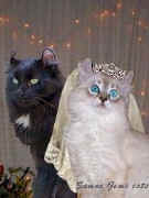 feline.wedding.jpg (18623 bytes)
