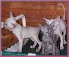 rex.cornish.kittens.babies.group.jpg (16223 bytes)