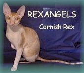 rexangels.jpg (7519 bytes)