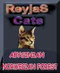reyas.cats.abyssinian.norwegian.forest.cats.kittens.jpg (3906 bytes)
