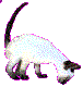 siamese.kitten.gif (4892 bytes)